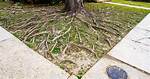 What Can You Do Around Tree Roots?