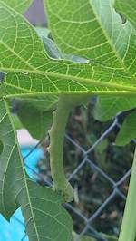 What Caterpillar Eats Papaya?