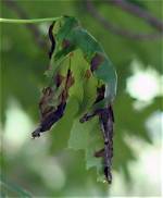 What Causes Blotches on Maple Leaves?