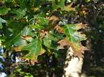 What Causes Brown Edges on Oak Leaves?