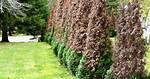 What Causes Cedar Trees to Die?