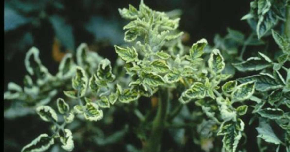 What Causes Cupping in Leaves?