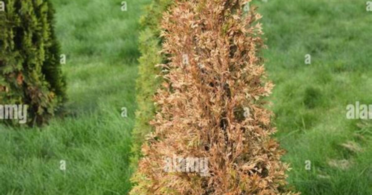 What Causes Evergreen Trees to Die from the Bottom up?