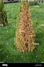 What Causes Evergreen Trees to Die from the Bottom up?