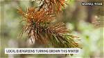 What Causes Evergreens to Turn Brown?