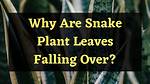 What Causes Falling of Leaves?