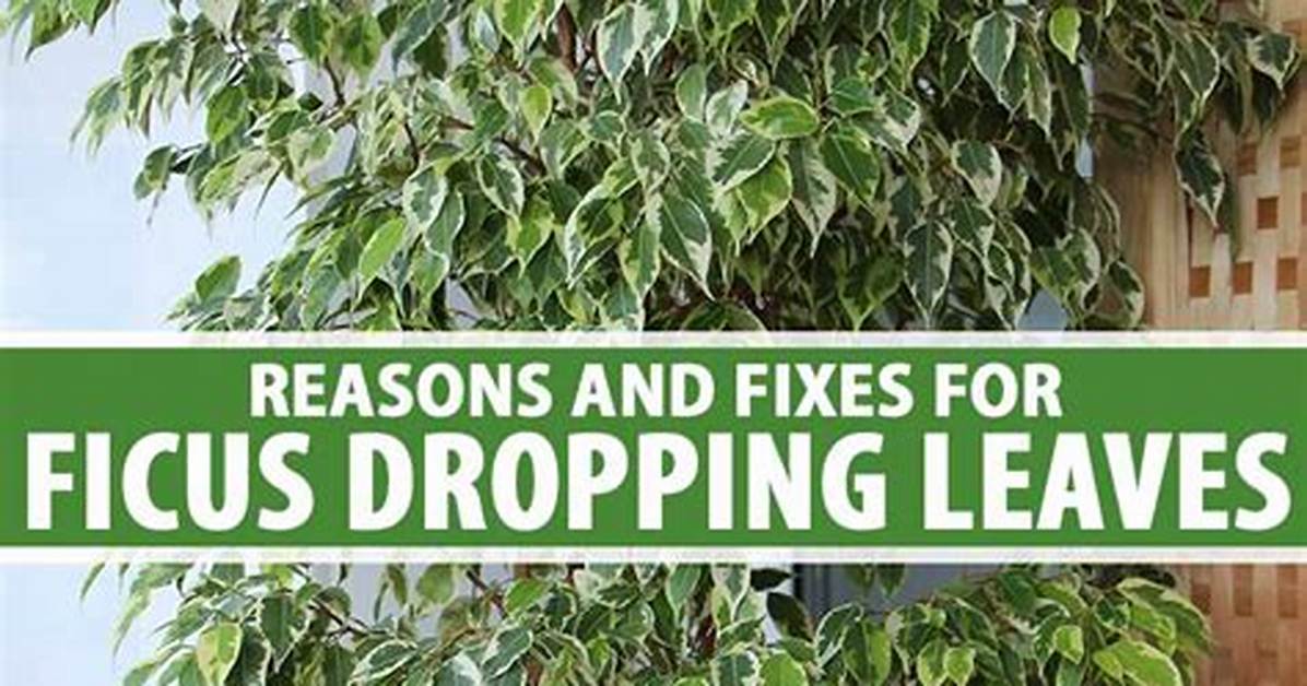 What Causes Ficus Trees to Drop Leaves?