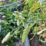 What Causes Leaves to Curl and Turn Black?