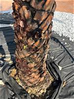 What Causes Palm Tree Trunk Rot?