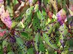 What Causes Purple Spots on Leaves?