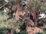 What Causes the Top of a Pine Tree to Die?