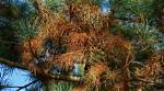 What Causes the Top of Pine Trees to Die?