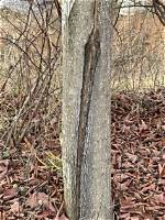 What Causes Vertical Cracks in Trees?