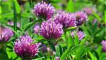 What Clover Has Purple Flowers?