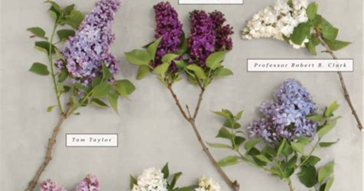 What Colors Do Lilac Trees Come in?