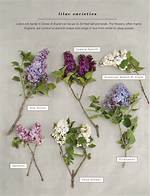What Colors Do Lilac Trees Come in?