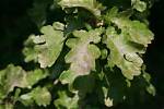 What Diseases Can Oak Trees Get?