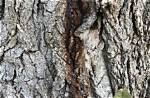 What Diseases Do Cottonwood Trees Have?