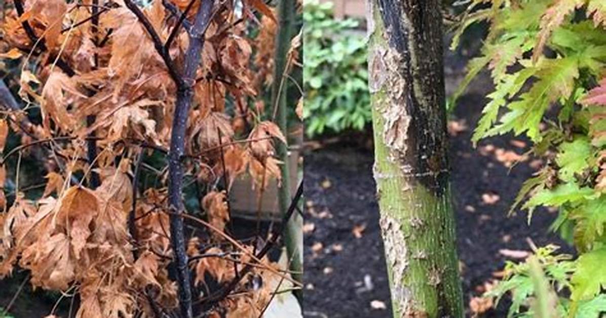 What Diseases Do Japanese Maples Get?