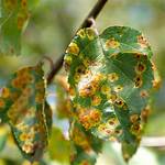 What Do Apple Tree Diseases Look Like?