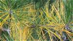 What Do Yellow Needles on a Pine Tree Mean?