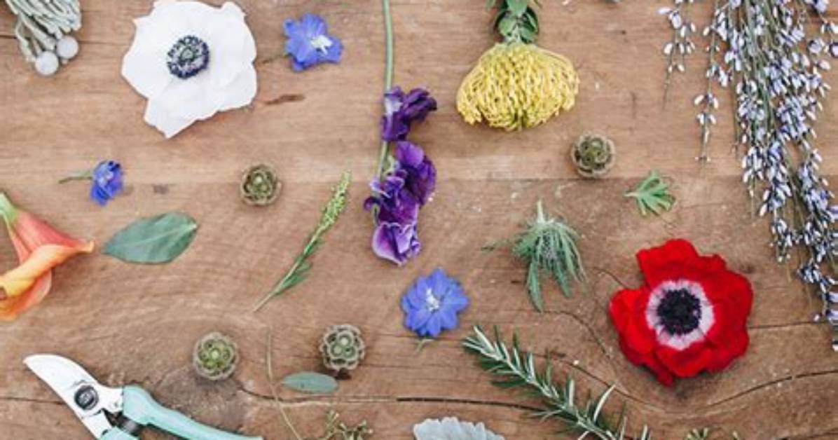What Do You Do with Dead Flowers on a Plant?