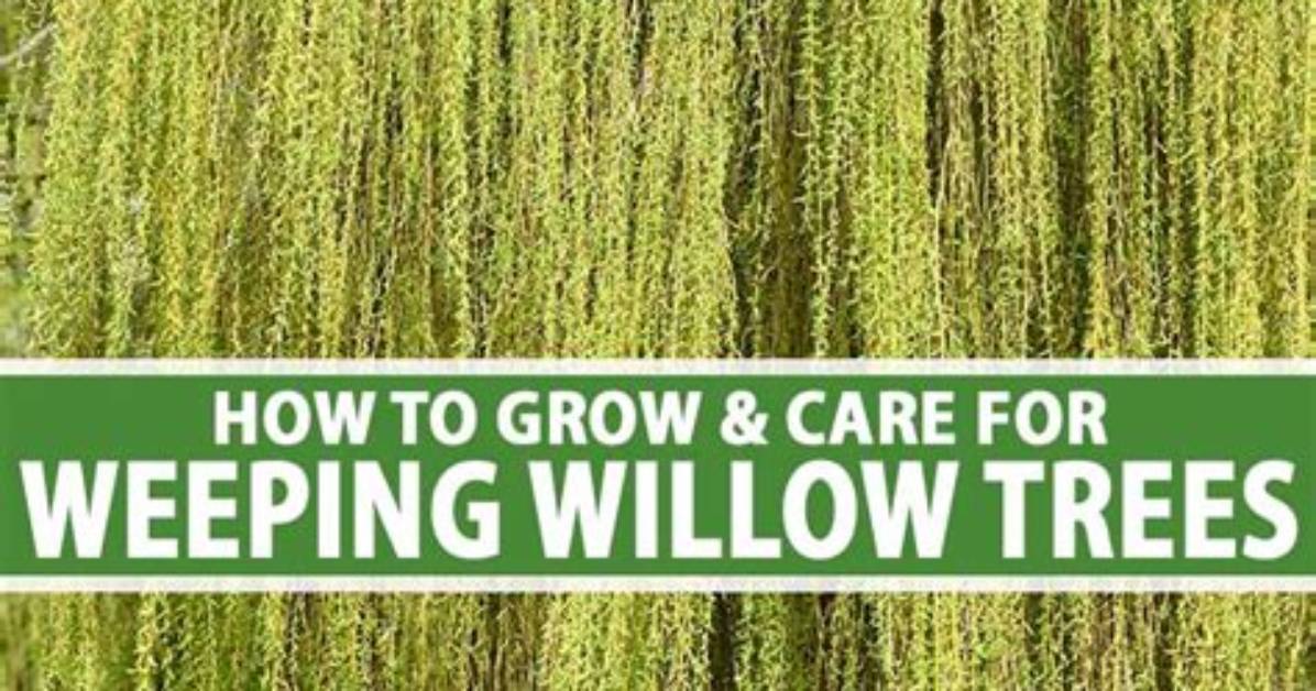 What Do You Do with Weeping Willow Branches?