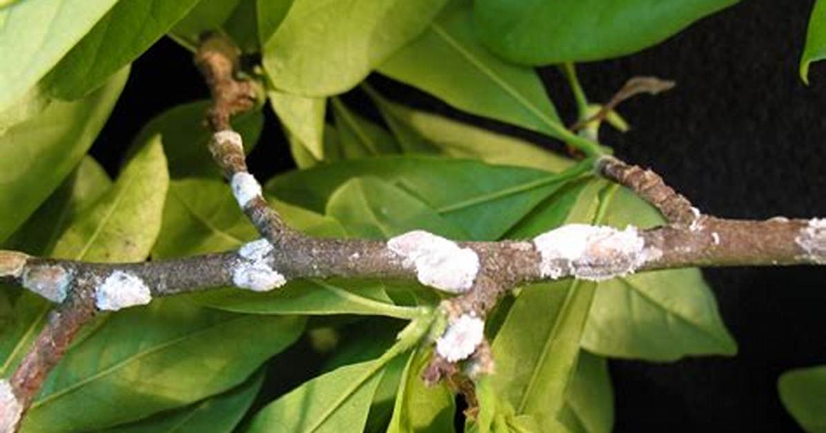 What Do You Spray on Magnolia Scale?