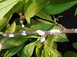 What Do You Spray on Magnolia Scale?