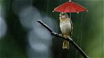 What Do You Wear When It Rains Weather?