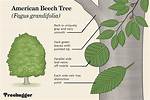 What Does a Beech Tree Drop?
