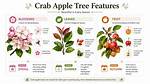 What Does a Crab Apple Tree Symbolize?