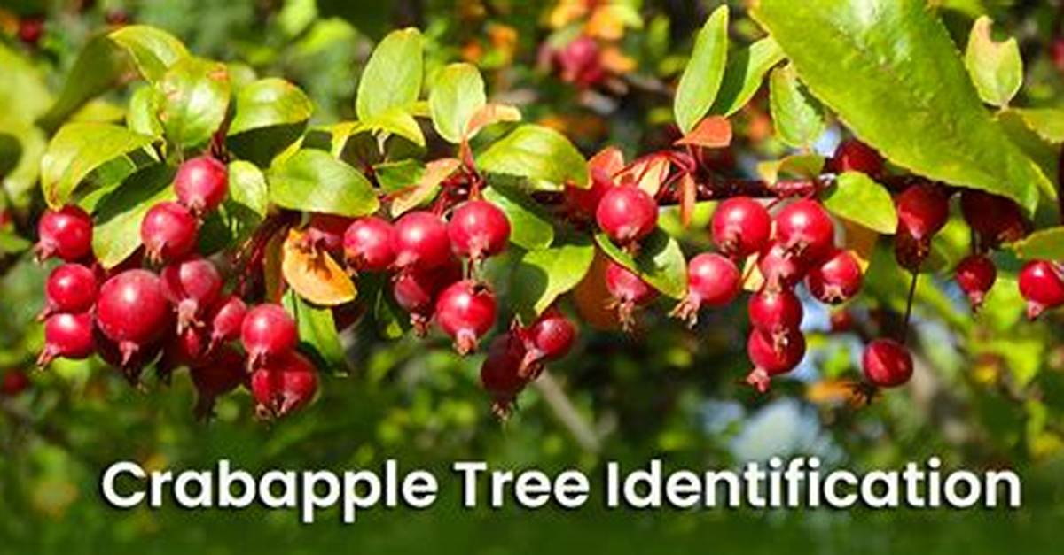 What Does a Crabapple Tree Look Like When It Blooms?