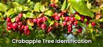 What Does a Crabapple Tree Look Like When It Blooms?