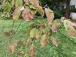What Does a Diseased Dogwood Look Like?