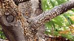 What Does a Diseased Orange Tree Look Like?
