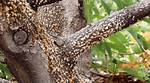 What Does a Dying Live Oak Tree Look Like?