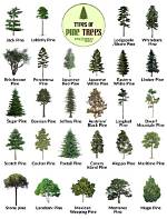 What Does a Pine Tree Look Like When Its Dying?