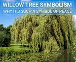 What Does a Willow Tree Mean Spiritually?