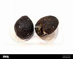 What Does Avocado Fungus Look Like?