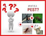 What Does Being a Pest Mean?