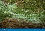 What Does Green Mold on a Tree Mean?