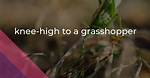 What Does Knee High to a Grasshopper Mean