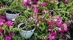 What Does Leggy Petunias Mean?