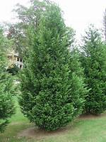What Does Leyland Cypress Look Like?