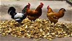 What Does Lime Do for Chickens?