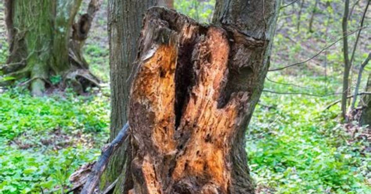 What Does Oak Root Rot Look Like?
