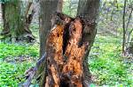 What Does Oak Root Rot Look Like?