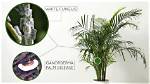 What Does Palm Fungus Look Like?