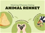 What Does Rennet Stand for in Animal Terms?